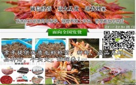 @小龙虾苗厂家直销胶南小龙虾种虾多少钱一斤
