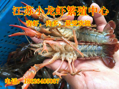 五常种虾公母对比一是多少