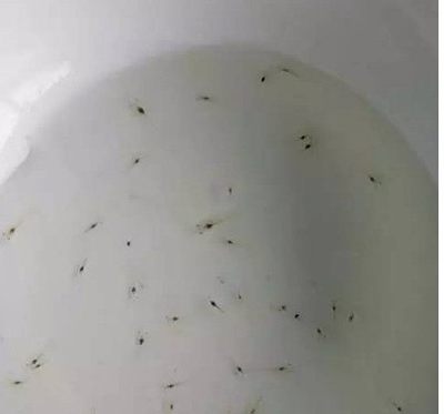 最赚钱的水产品,为什么那么难养?