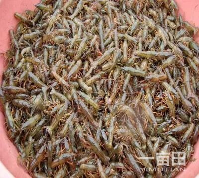 龙虾苗湖北潜江_批发_供应-一亩田农业网_专业的农产品信息商务平台