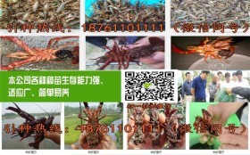 邢台市桥东2018小龙虾苗价格,龙虾苗报价及养殖技术