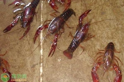 适合3万以下的养殖项目有哪些?