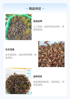 良种健康营口淡水蓝色龙虾苗 杂交澳洲淡水龙虾苗 南美白对虾苗全国包邮大规格 产品关键词:营口南美白对虾