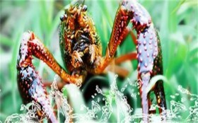 信阳市新县附近哪里有卖小龙虾苗+购虾苗量大优惠多多