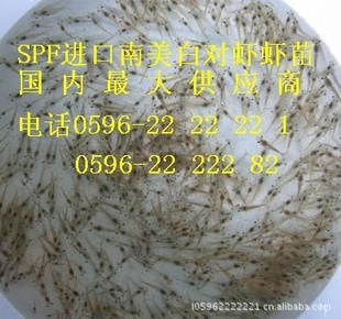 南美白对虾苗,提供先进技术