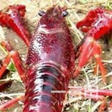 虾苗湖北武汉_批发_供应-一亩田农业网_专业的农产品信息商务平台