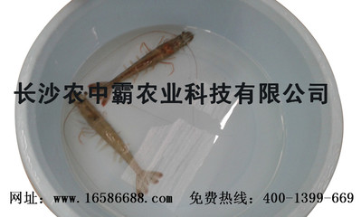 贵州基围虾养殖技术基地 虾霸9号南美白对虾虾苗对虾种苗 全国批发图片|贵州基围虾养殖技术基地 虾霸9号南美白对虾虾苗对虾种苗 全国批发产品图片由长沙农中霸农业科技公司生产提供-