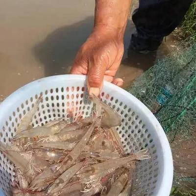 对虾养殖要把好"脱壳"这道关!脱壳期需要注意哪些管理要点?