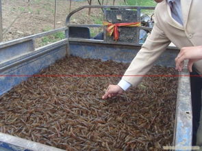 虾苗需求量,虾苗基地供应商 最大龙虾苗繁育基地