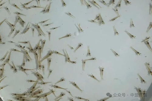 工厂化和小棚养虾为何有区别 要针对选虾苗 否则亏损百万不算多