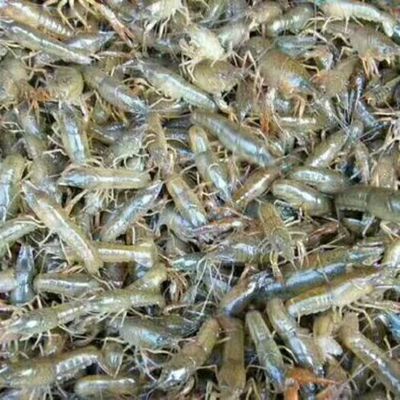 河南虾苗河南虾苗供应_河南虾苗价格