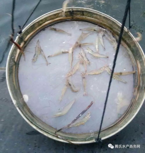 今年虾苗场经营受困 可是这家虾苗企业仅用1年就做到60亿销量,是运气还是市场需求