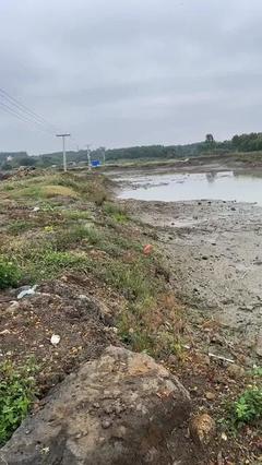 澳龙种虾