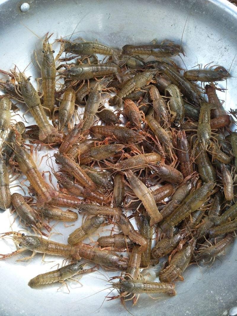 [虾苗批发]湖北荆州监利市虾苗 16.00元/斤小龙虾虾苗抱卵种 _ 一亩田