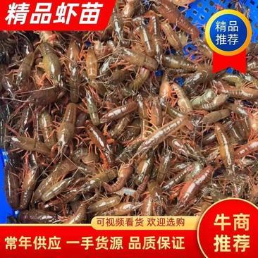 [虾苗批发]江苏宿迁沭阳县虾苗 11.00元/斤江苏虾苗种虾基地 _ 一亩田