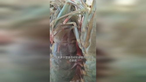 厉害 119天的中盟虾苗,让虾农惊叹