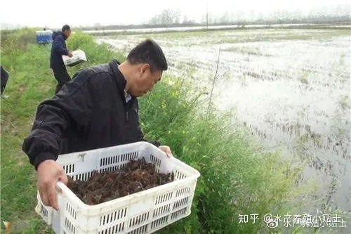 小龙虾放苗注意事项有哪些 怎样才能提高苗种成活率