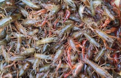 龙虾苗培育技术:从选种到出池的全程管理