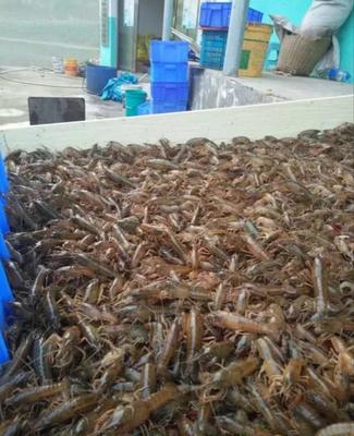 虾苗的人工养殖与食用价值