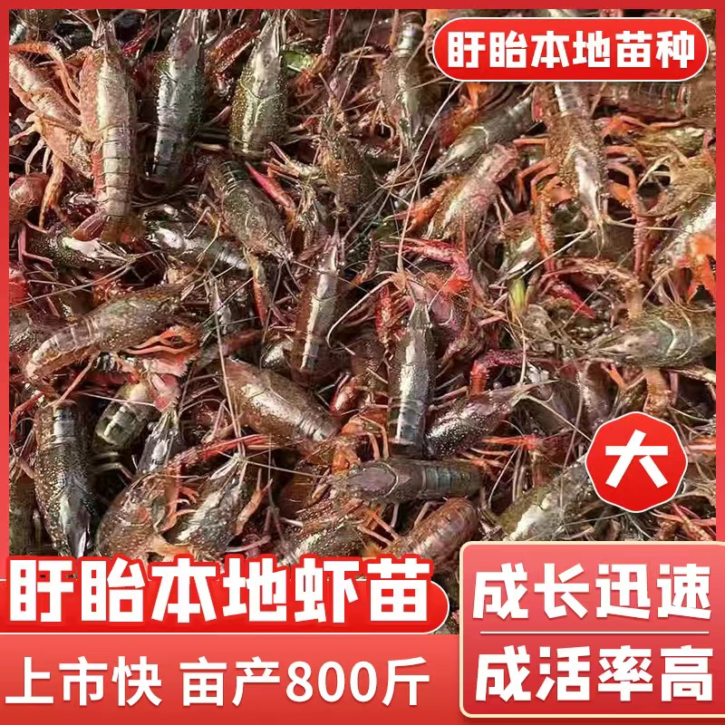 龙虾尾与虾苗 水产养殖的双重机遇