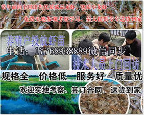 金台∕小龙虾苗全新报价表 诚信经营,优质虾苗批发