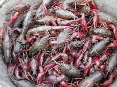 优质干虾、虾米与河虾产品介绍