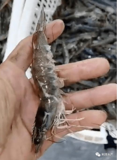 利洋II 2虾苗在廉江车板地区养殖大获成功