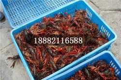 德宏商品虾投放时间及虾苗电话咨询指南