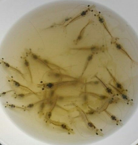 南美白对虾一代虾苗的特色与鑫世源水产在乐山的养殖优势