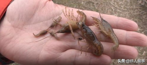 千亩虾塘疑遭投毒，养户损失惨重