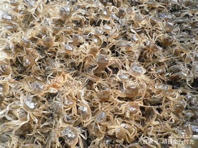 解析农村水产养殖 虾苗繁育的盈利优势与市场前景