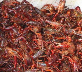 农丰虾王小龙虾养殖 虾苗过冬管理的5个技巧