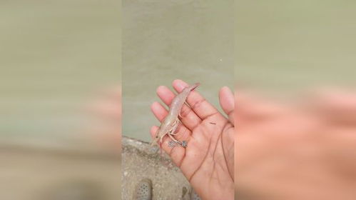 42天中盟快大系虾苗 生长速度惊人的优质之选