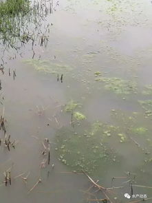 放早苗成本高风险大？10大绝招教您规避风险，绝对值得收藏！