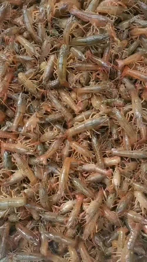 山东泰安泰山区虾苗供应信息