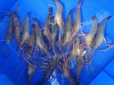 南美白对虾虾苗购买指南 价格参考与采购渠道