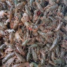 黑龙江地区冬季龙虾养殖技术指南——聚焦金智祥潜江龙虾虾苗的越冬管理