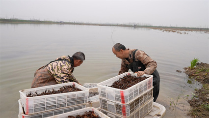 宜城春耕进行时 稻田虾苗投放忙 一田双收好“丰”景
