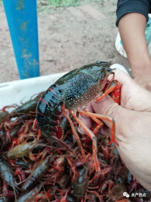 麻辣之都的“红火”新产业 重庆小龙虾养殖热，虾苗价格飙升至30元/斤