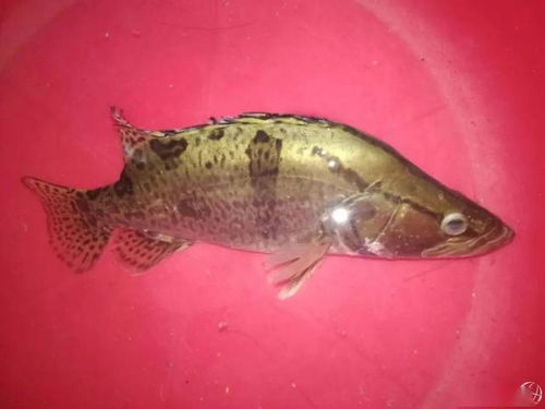 虾苗暴塘后的翻盘之道 从危机中寻找盈利转机