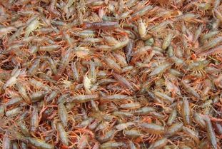 小龙虾虾苗科学放养指南 从选苗到入塘的关键事项