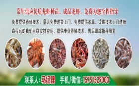 五一前后高青县小龙虾苗与淡水虾苗市场行情分析