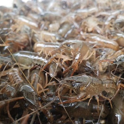 【行业速递】虾苗价格趋稳 14.5元/斤成市场新基准，龙虾苗批发前景可期